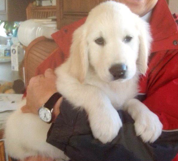 3872_puppy