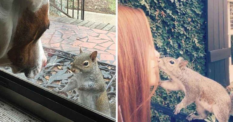 family squirrel