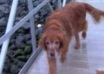 Dog Stops Owner From Drinking Wine Dog Stops Owner From Drinking Wine