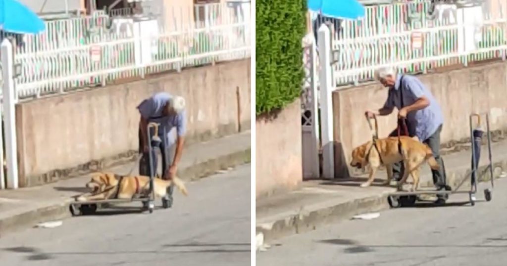  disabled dog