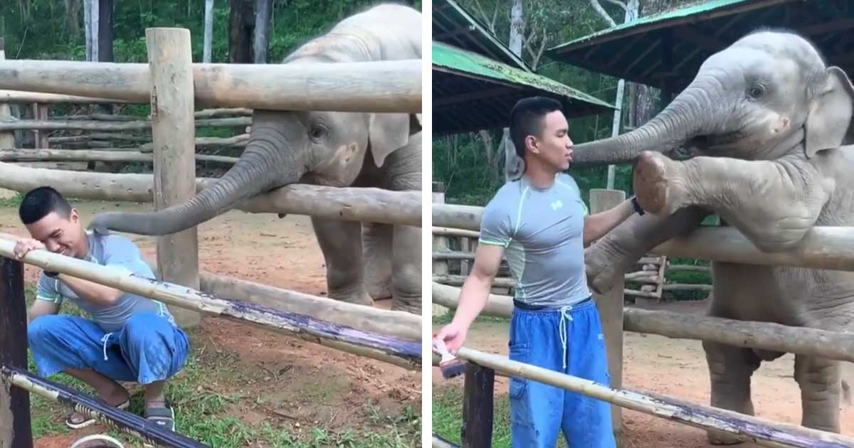 Elephant plays with painter