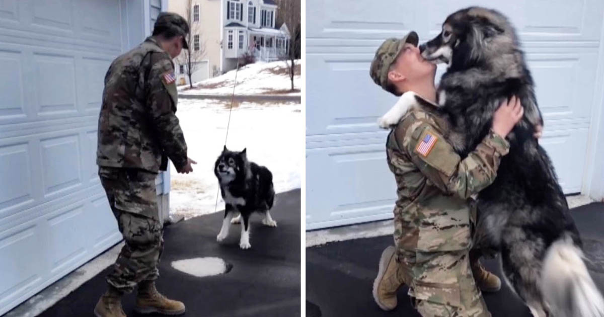 Soldier reunited with wolf dog