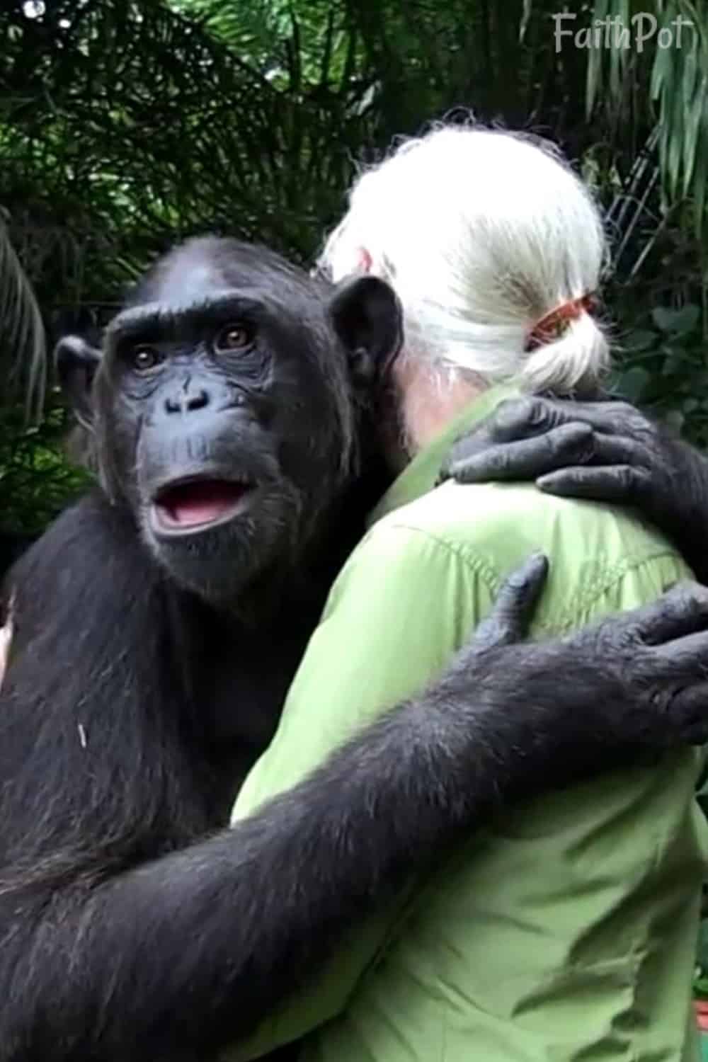 chimp