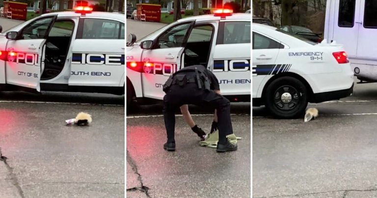 officer-rescues-skunk