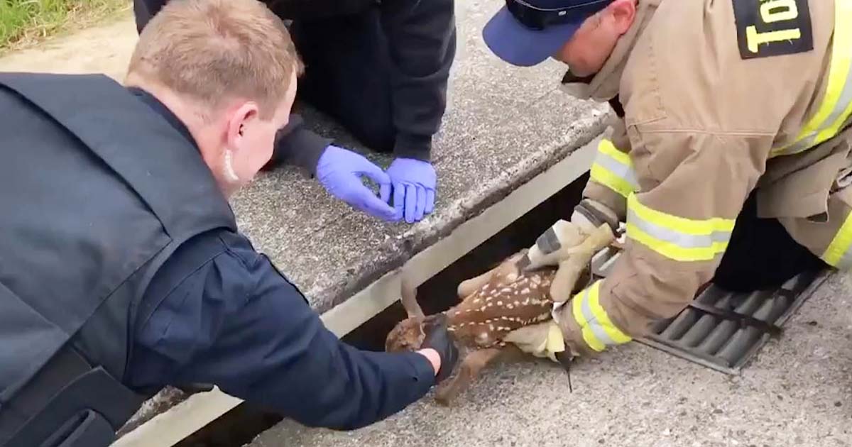 deer-rescue