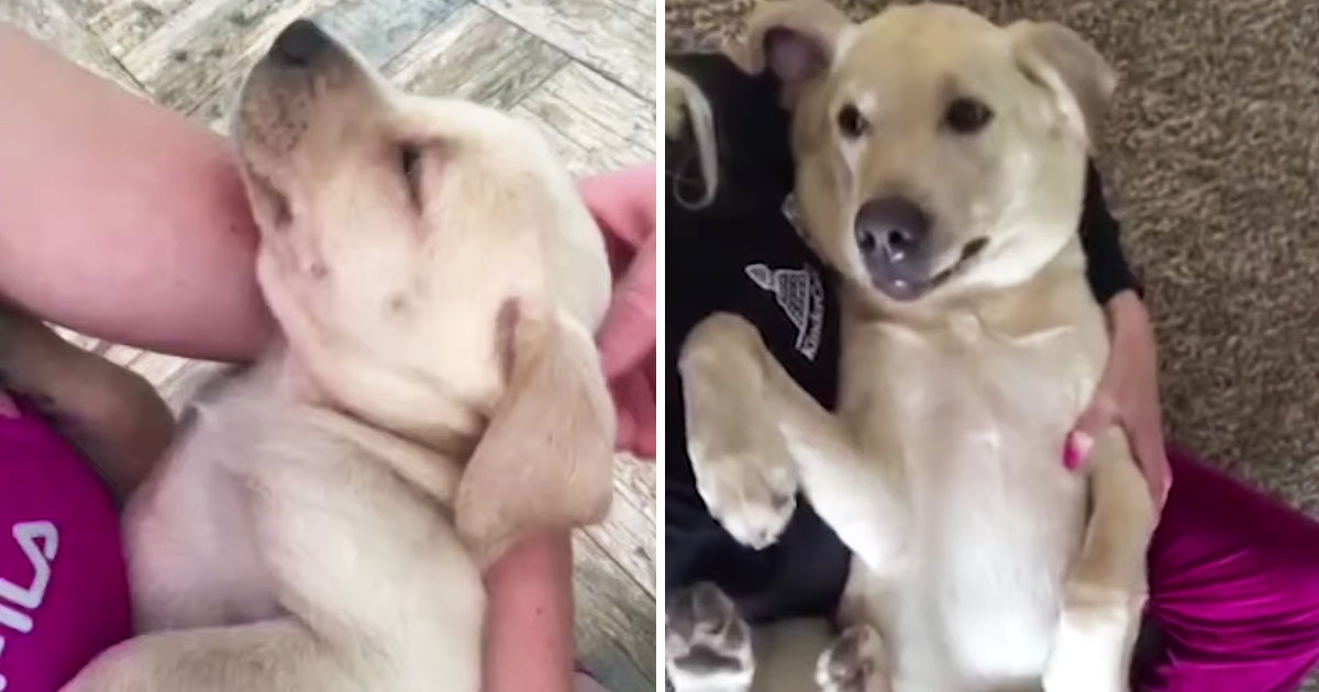dog thinks he is a baby