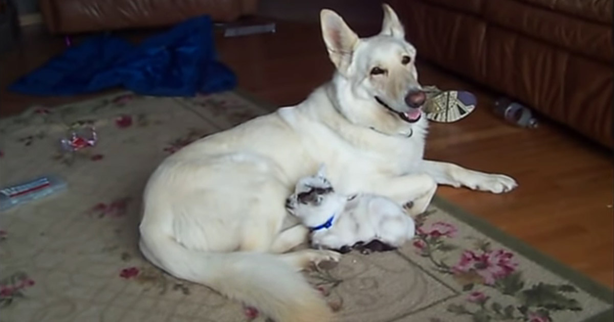 dog-cuddles-goat