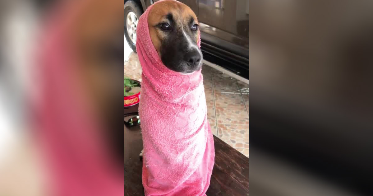 dog-shower