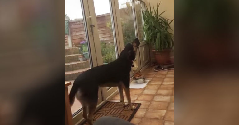 dog-sings-ave-maria