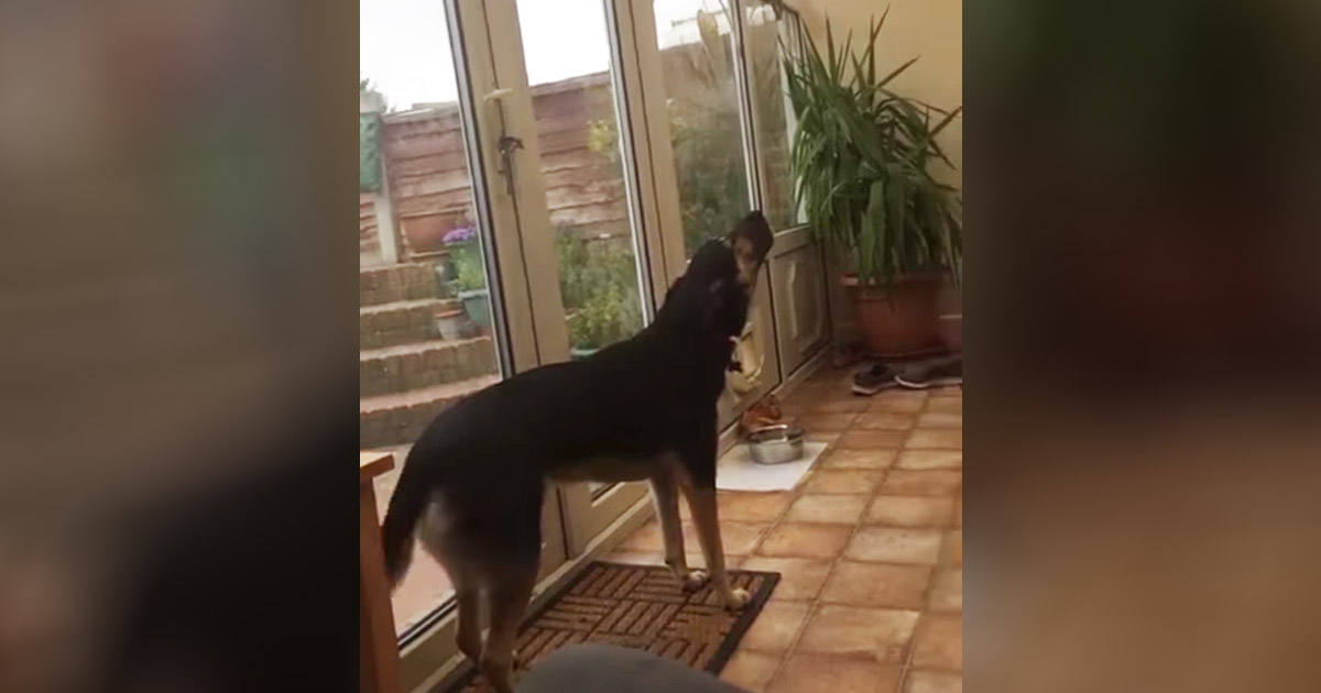 dog-sings-ave-maria