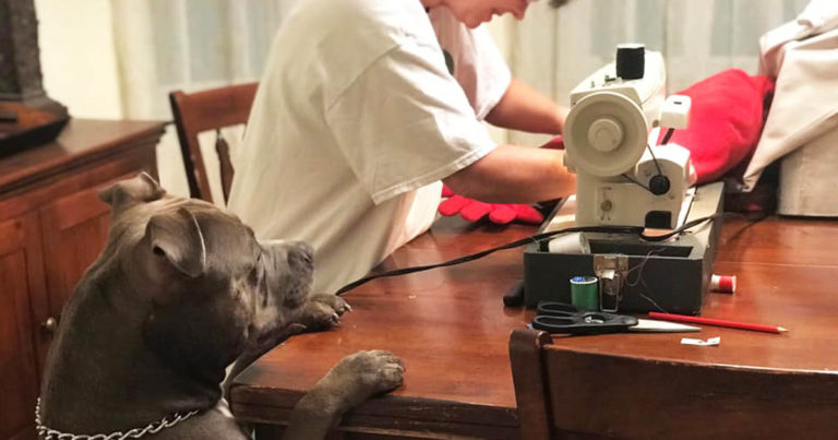 dog-waits-stitch-toy