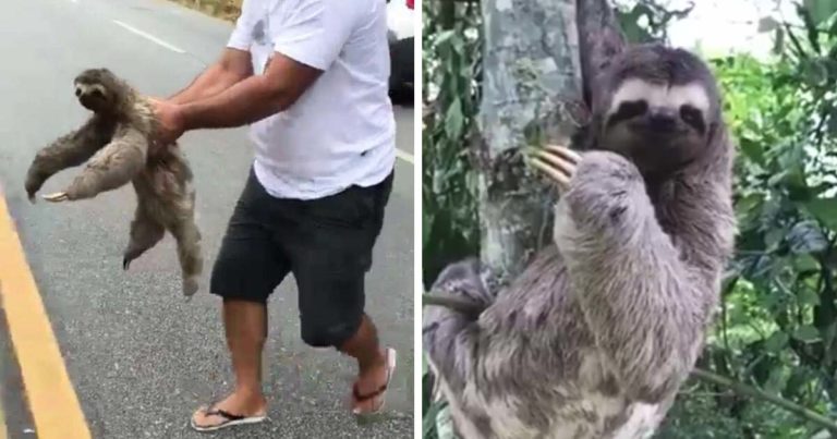 sloth-waves-at-rescuer
