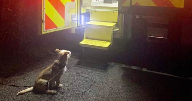 dog-leads-ambulance-owner