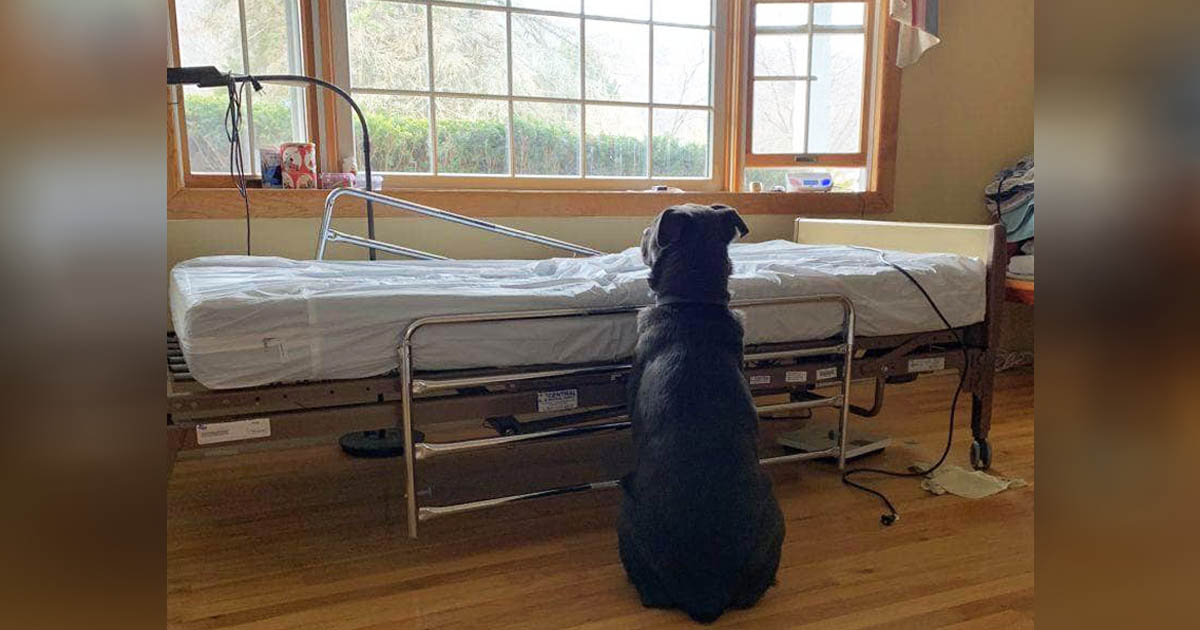 dog-waits-at-owner-bed-side