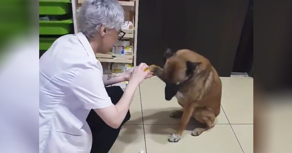 injured-dog-visit-pharmacy