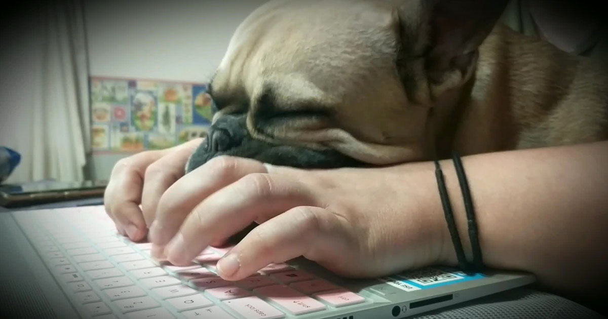sleeping-bulldog