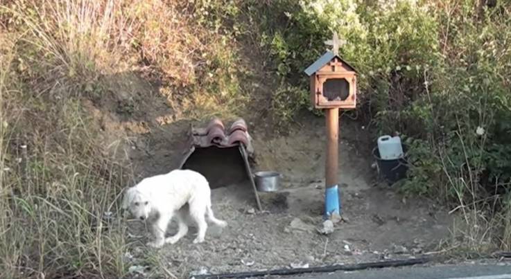 Greek Hachiko waits owner