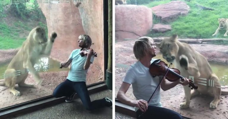 Violinist-Serenades-Lion