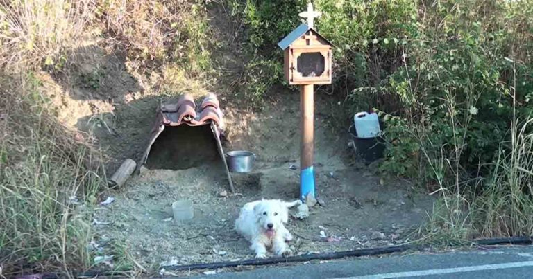 akita-waits-for-owner-at-train-station