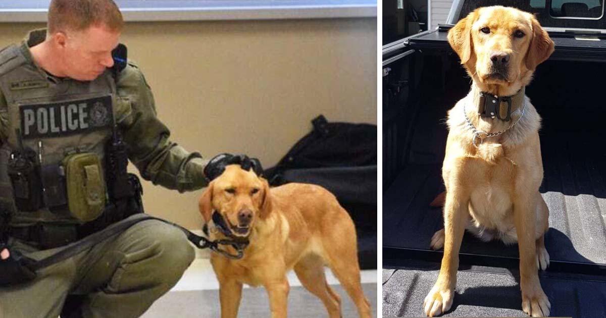 zoe-police-dog-finds-missing-girls