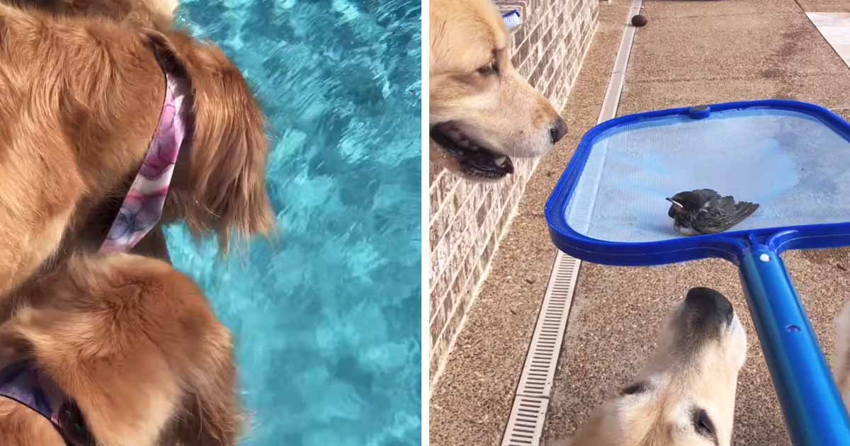 dog-saves-drowning-bird