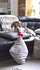 dog-toy-2