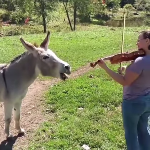 donkey-loves-music