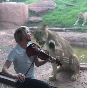 violinist-serenades-lion