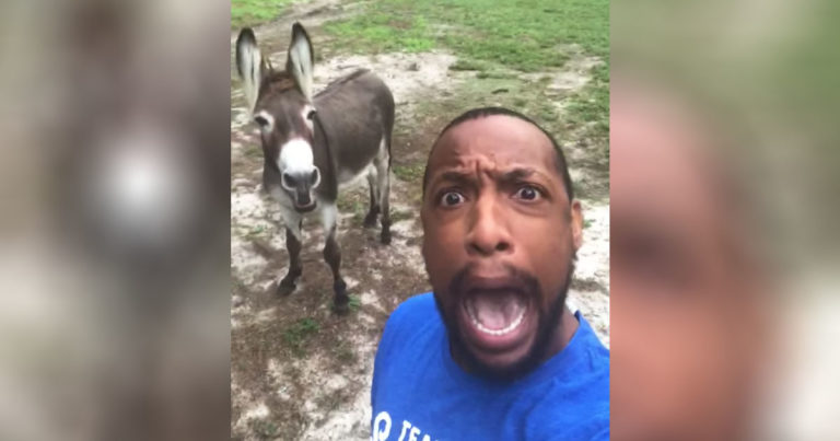man-donkey-duet