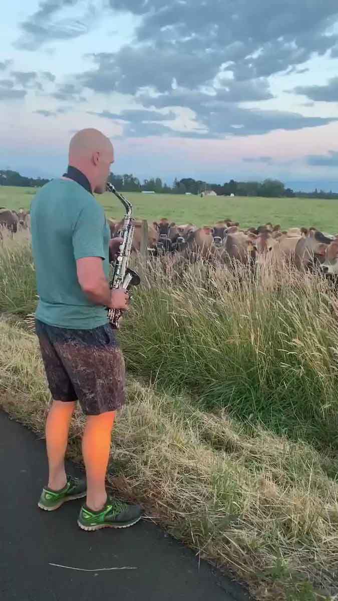 man-serenades-cows