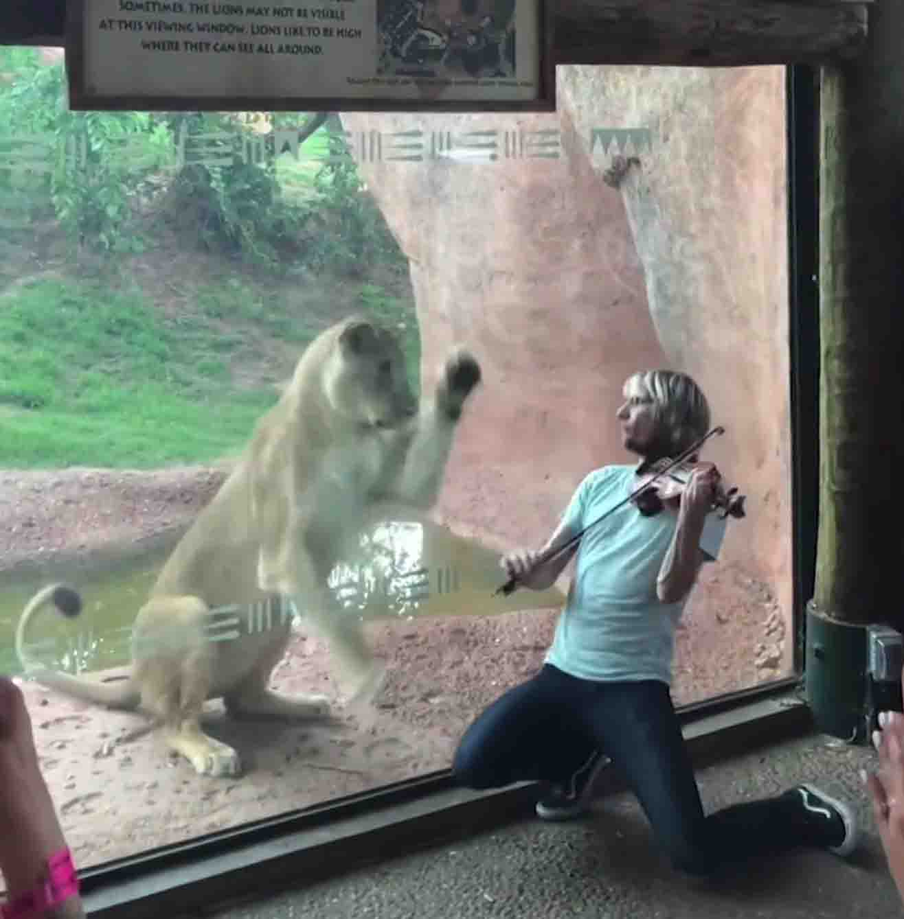 violinist-lion