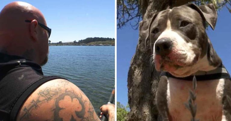 dog-saves-owner-shark-attack