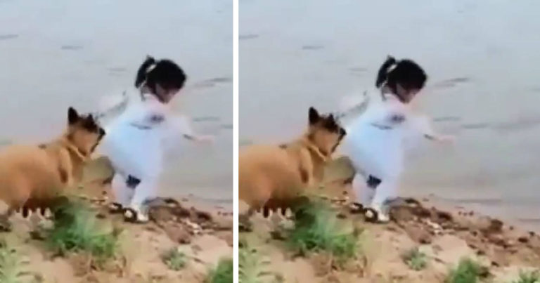 dog-rescues-girl