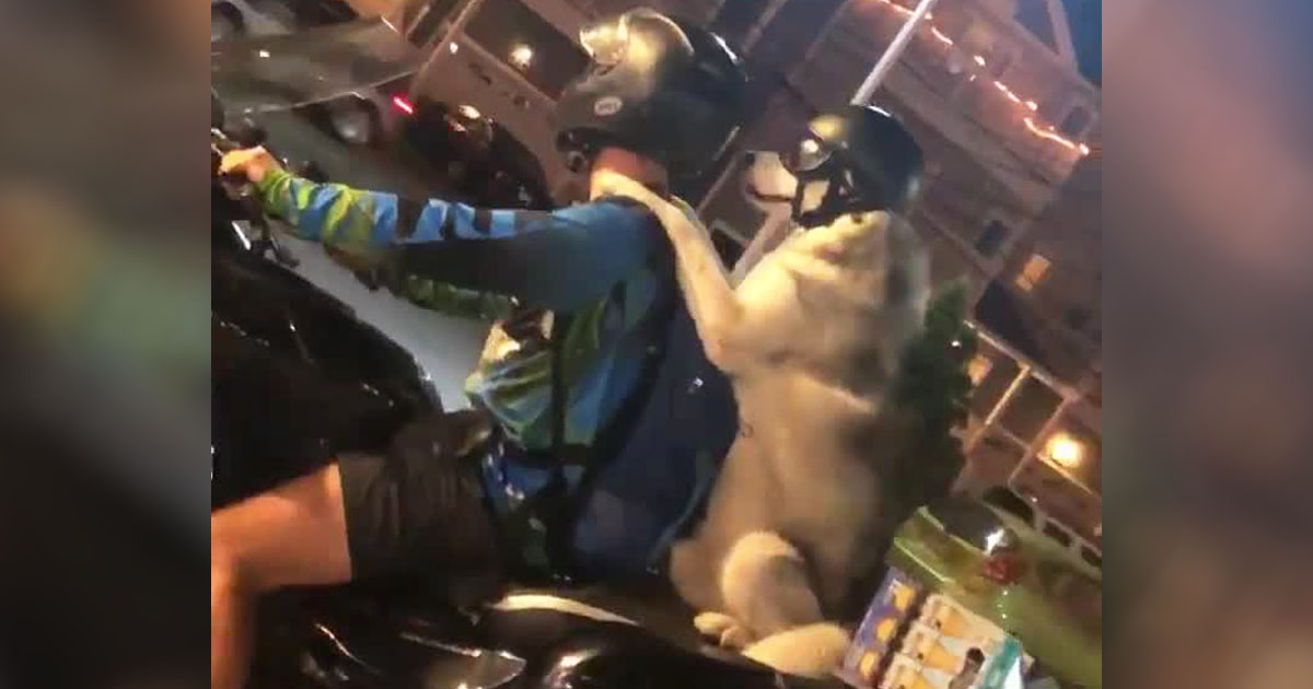 dog-bike-ride