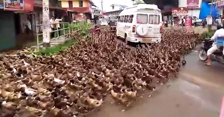 ducks