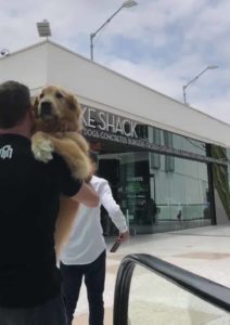 owner-carries-golden-retriever-escalator