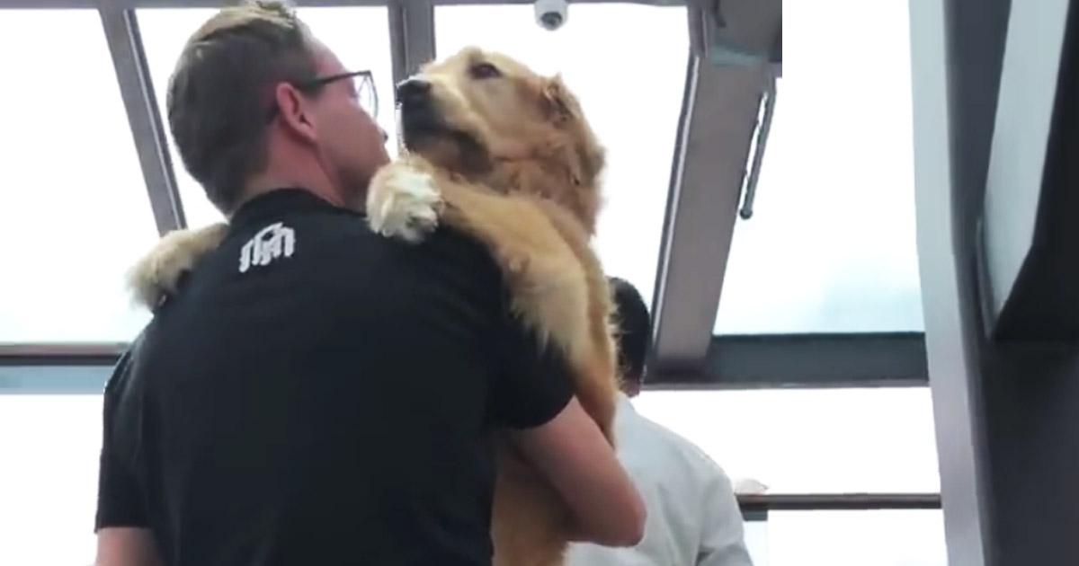 owner-carries-golden-retriever-escalator-main