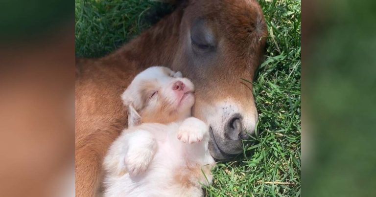 horse-puppy-snuggles-main