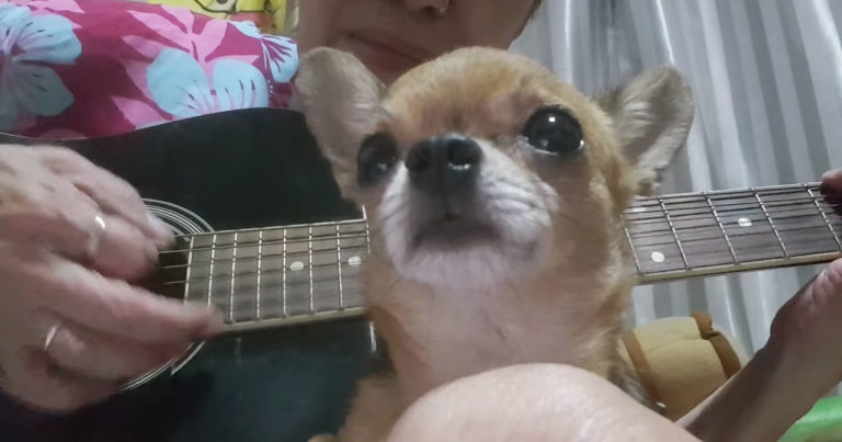 Sleepy-dog