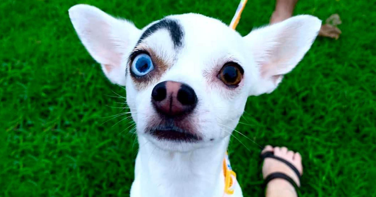 Lucky-rescue-dog-with-unique-features-main