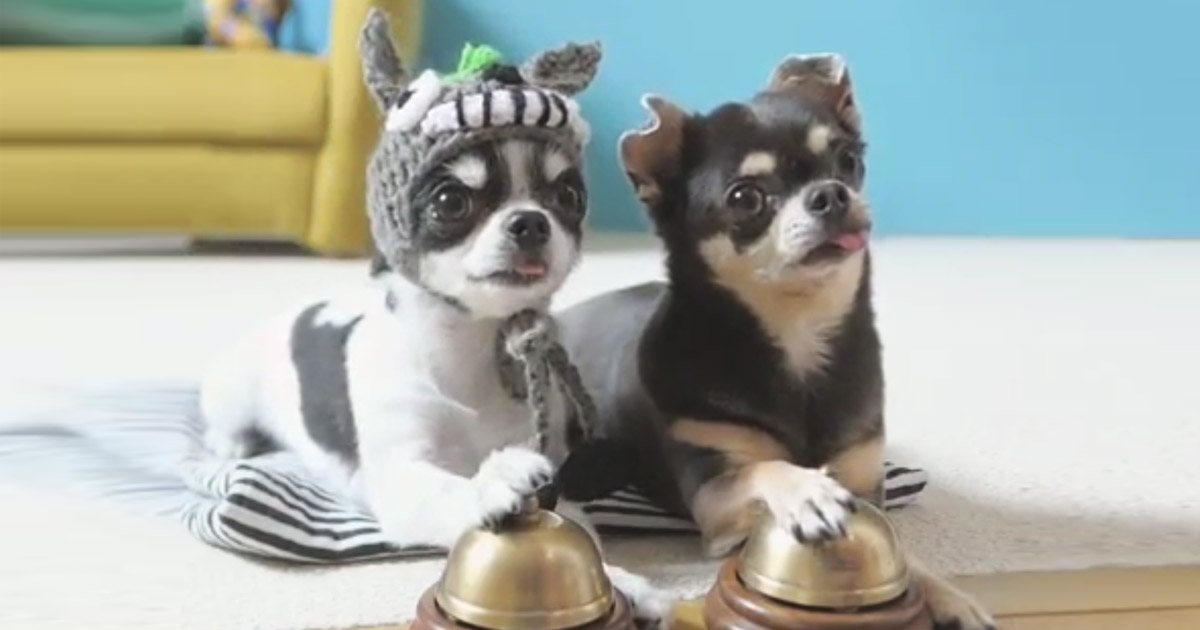 Chihuahua-ring-bells