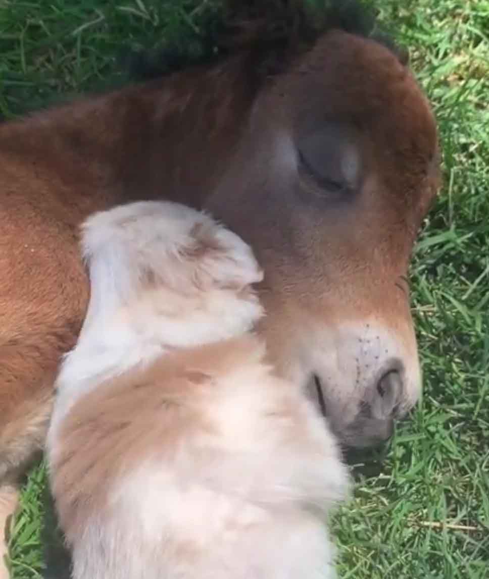 horse-puppy-snuggle