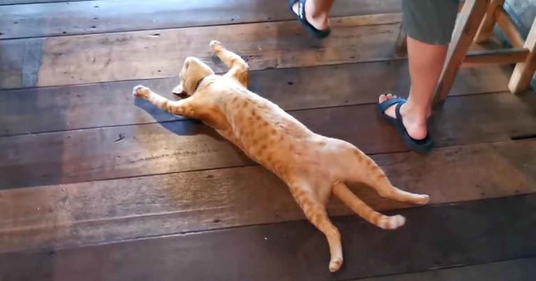 cat-sleeps-restaurant