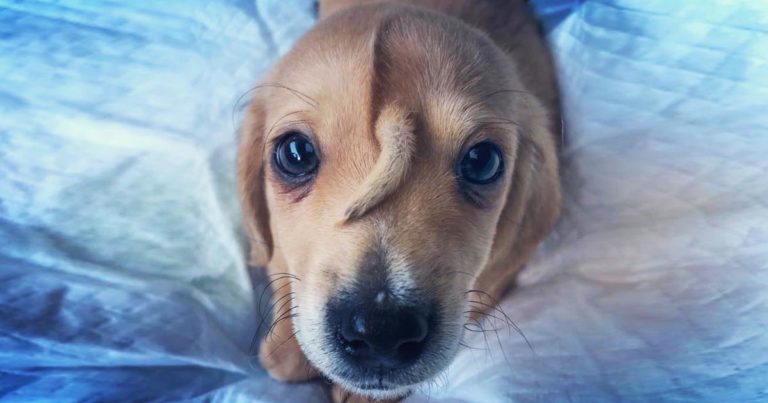 puppy-tail-head