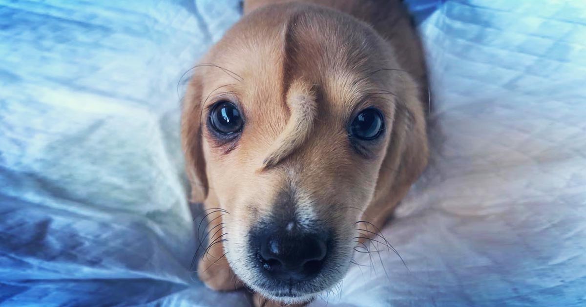 puppy-tail-head