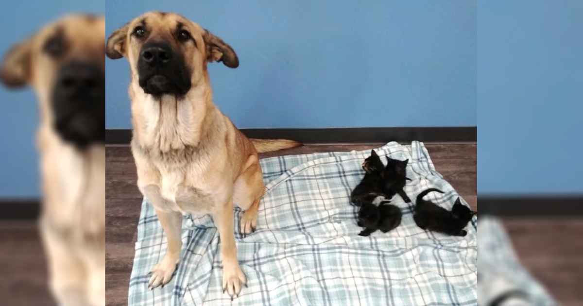 dog-care-abandoned-kittens