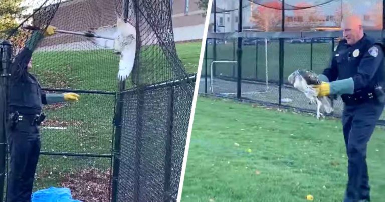 police-rescues-hawk