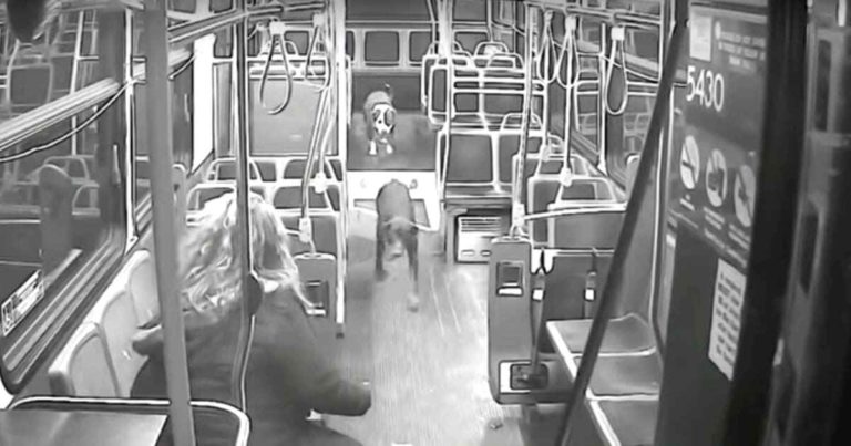 bus-driver-saves-dogs