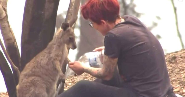 woman-cares-kangaroo-australia-fires