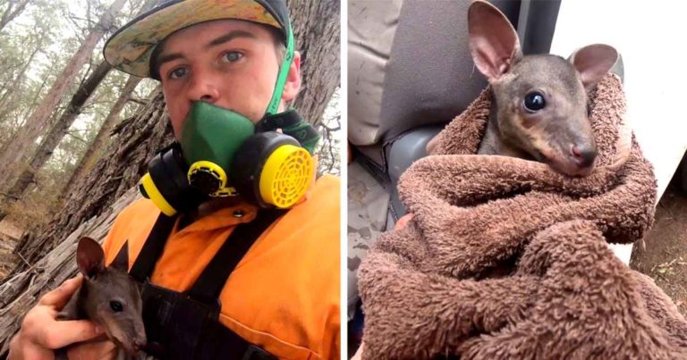 australian-farmer-rescues-kangaroo